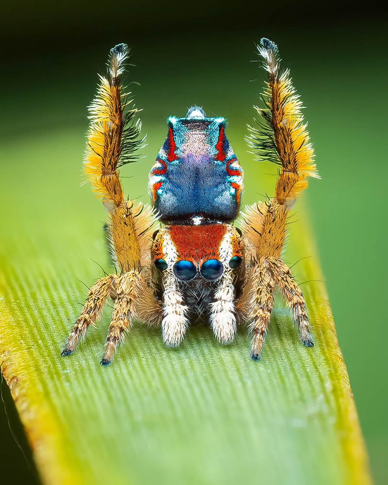 Spider Macro Photography by Flynn Prall