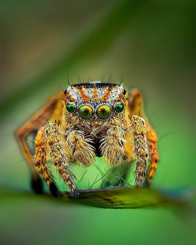 Spider Macro Photography by Flynn Prall