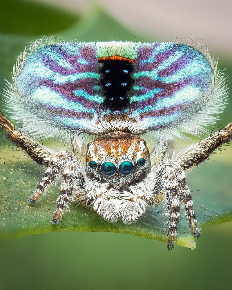 Spider Macro Photography by Flynn Prall