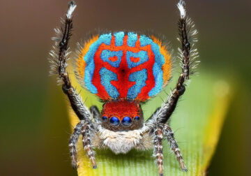 Spider Macro Photography by Flynn Prall