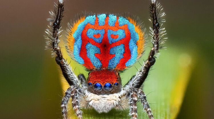 Spider Macro Photography by Flynn Prall