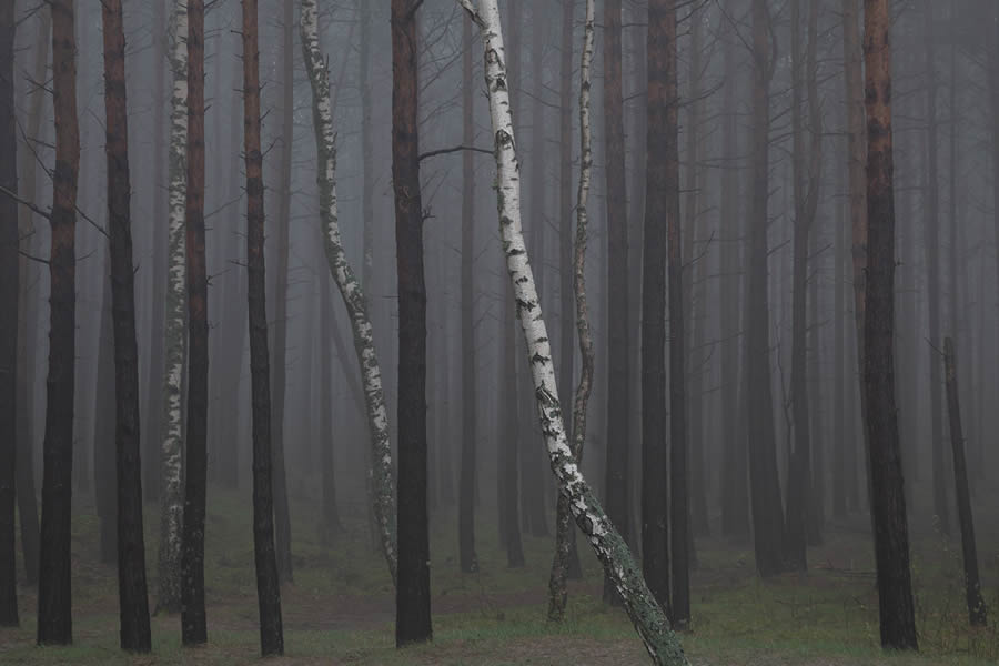 Trees by the Sea Landscape Photography by Mindaugas Buivydas