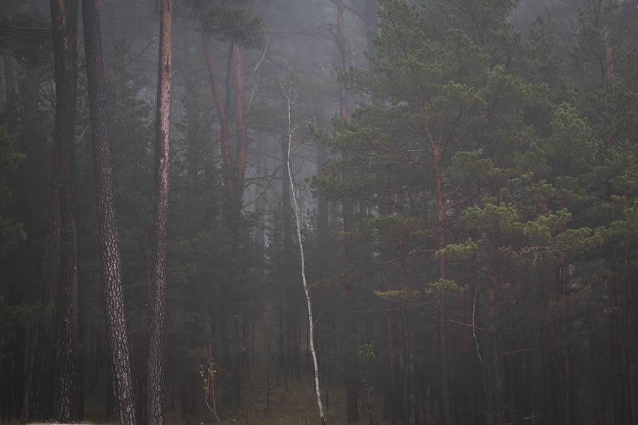 Trees by the Sea Landscape Photography by Mindaugas Buivydas