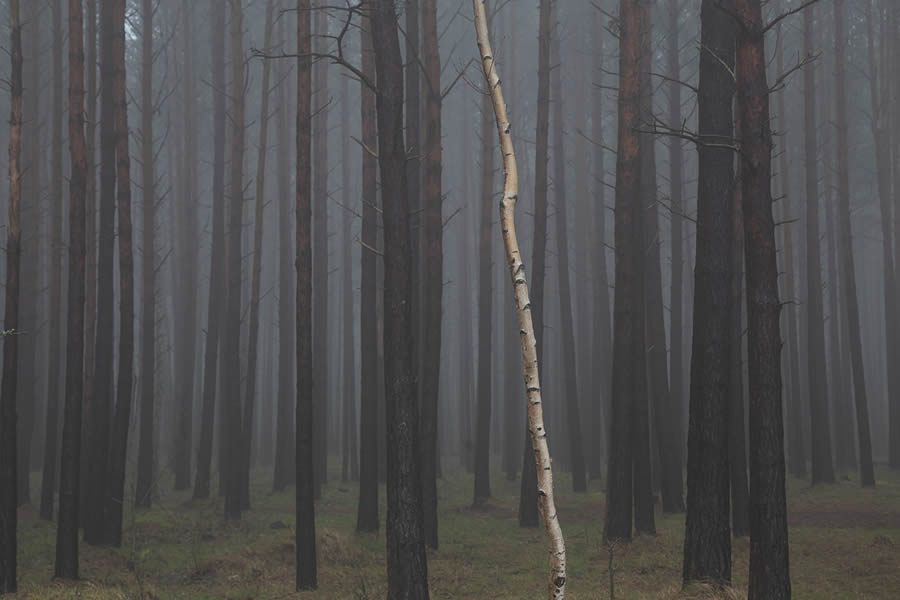 Trees by the Sea Landscape Photography by Mindaugas Buivydas