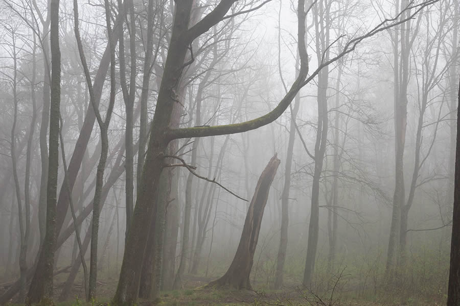 Trees by the Sea Landscape Photography by Mindaugas Buivydas