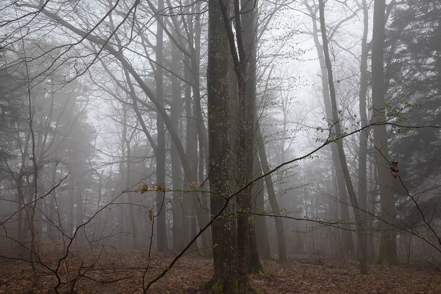 Trees by the Sea Landscape Photography by Mindaugas Buivydas