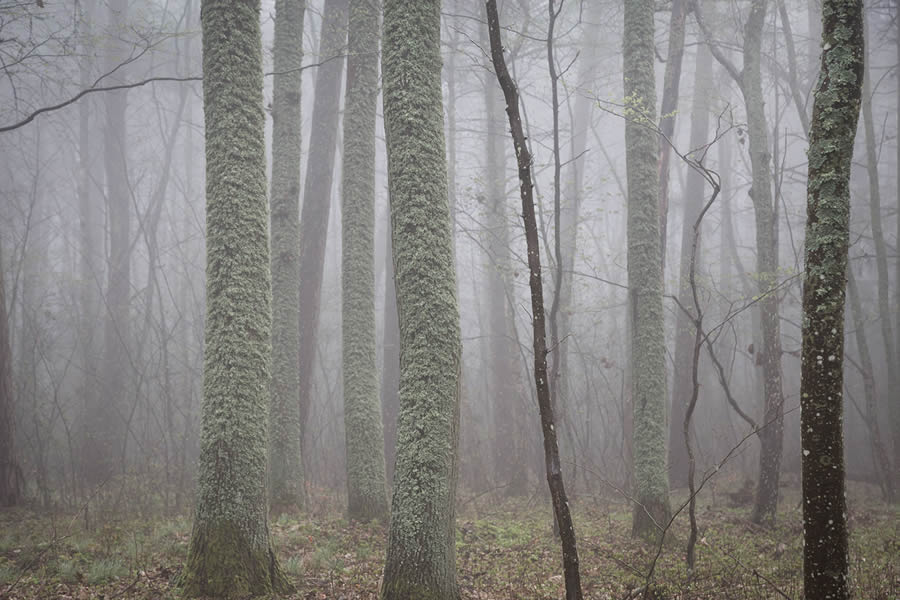 Trees by the Sea Landscape Photography by Mindaugas Buivydas