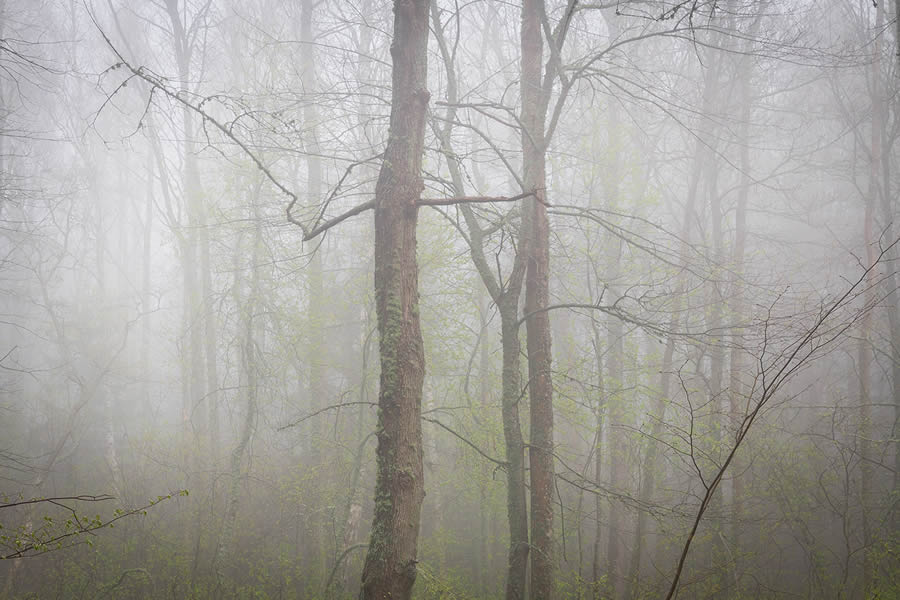 Trees by the Sea Landscape Photography by Mindaugas Buivydas