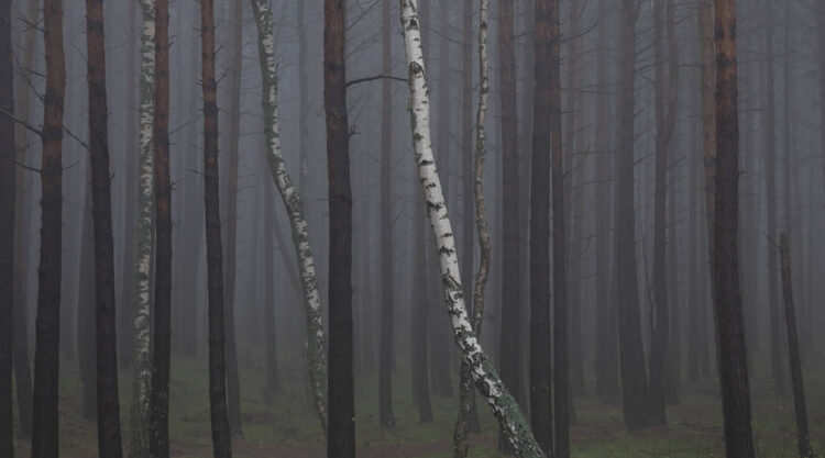 Trees by the Sea Landscape Photography by Mindaugas Buivydas