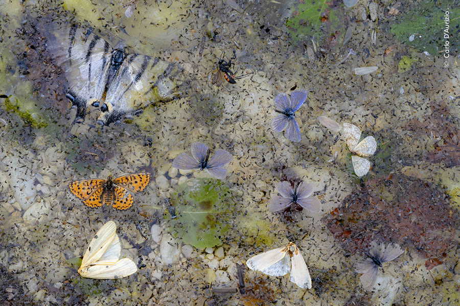 Wildlife Photographer Of The Year 2024 Peoples Choice Photos