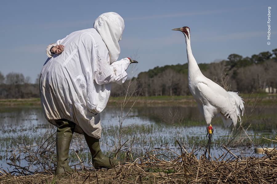 Wildlife Photographer Of The Year 2024 Peoples Choice Photos