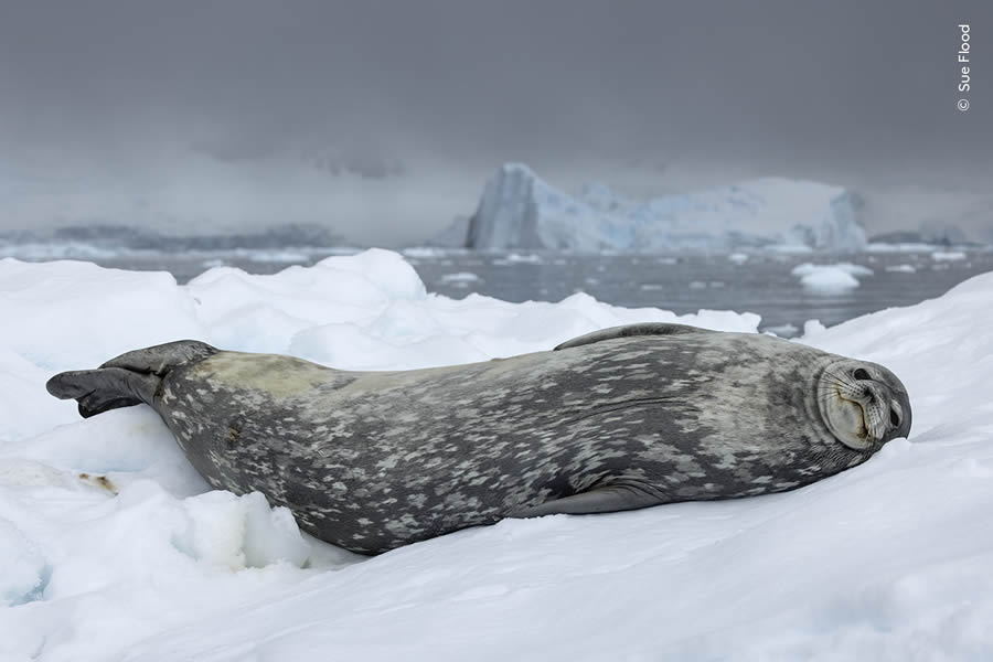 Wildlife Photographer Of The Year 2024 Peoples Choice Photos