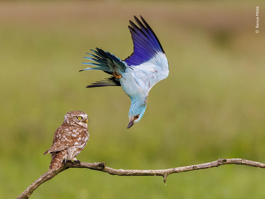 Wildlife Photographer Of The Year 2024 Peoples Choice Photos