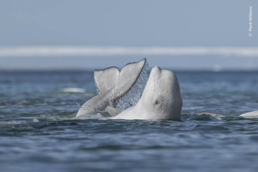 Wildlife Photographer Of The Year 2024 Peoples Choice Photos