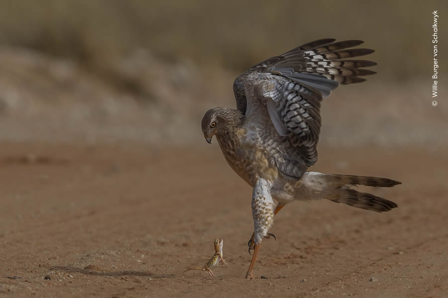 Wildlife Photographer Of The Year 2024 Peoples Choice Photos