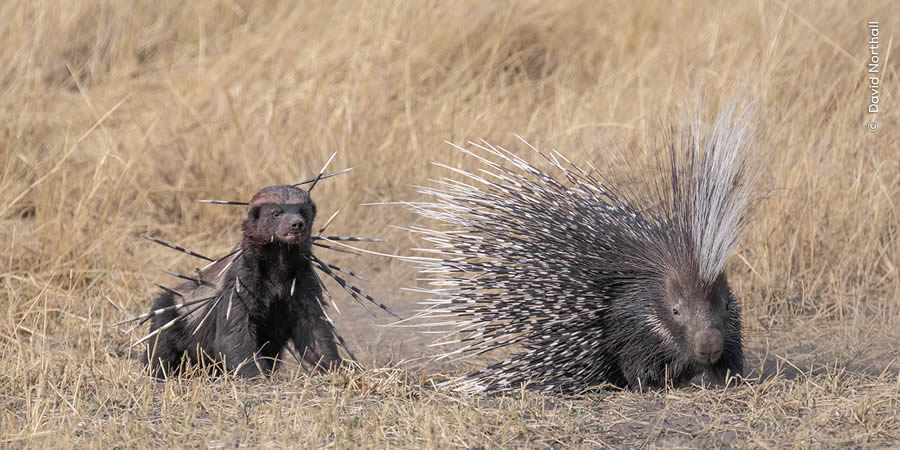 Wildlife Photographer Of The Year 2024 Peoples Choice Photos