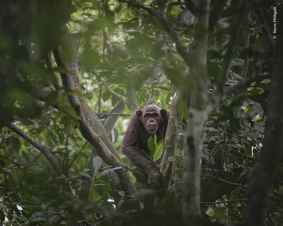 Wildlife Photographer Of The Year 2024 Peoples Choice Photos