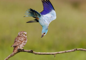 Wildlife Photographer Of The Year 2024 Peoples Choice Photos