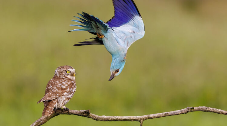 Wildlife Photographer Of The Year 2024 Peoples Choice Photos