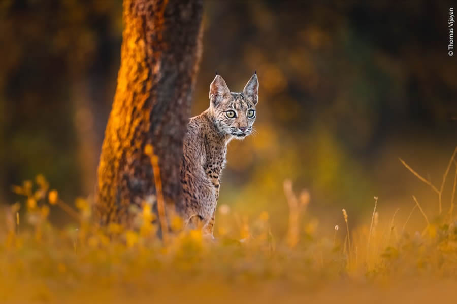 Wildlife Photography by Thomas Vijayan