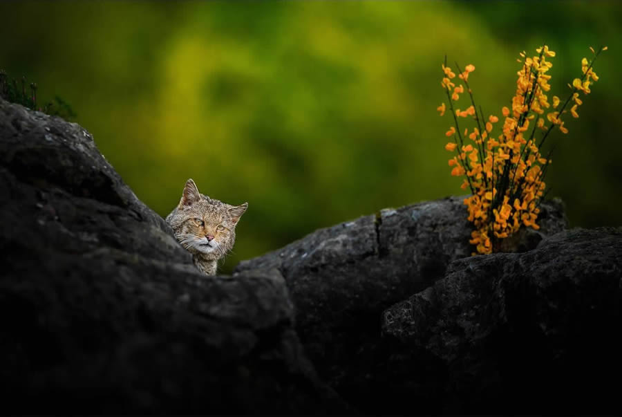 Wildlife Photography by Thomas Vijayan