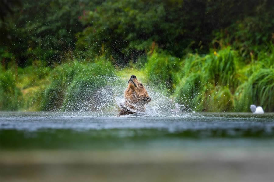 Wildlife Photography by Thomas Vijayan