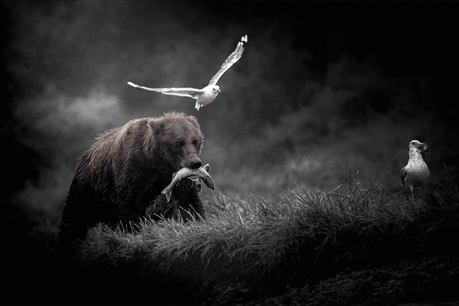 Wildlife Photography by Thomas Vijayan