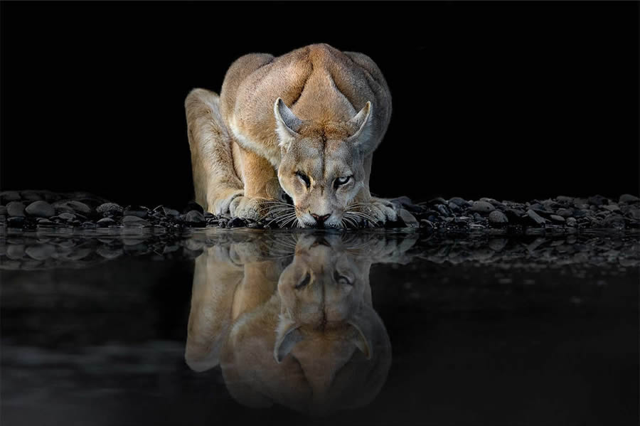 Wildlife Photography by Thomas Vijayan