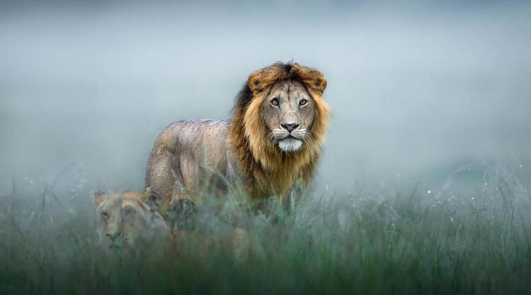 Wildlife Photography by Thomas Vijayan