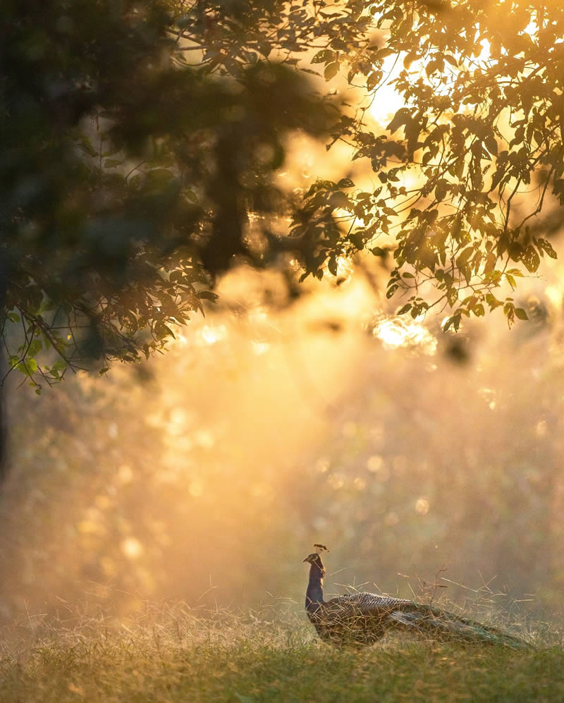 Wildlife Photography by Varun Aditya