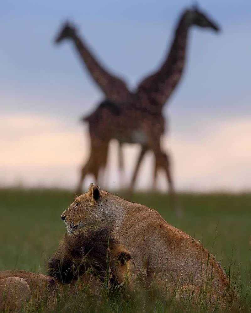 Wildlife Photography by Varun Aditya