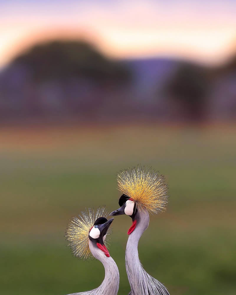 Wildlife Photography by Varun Aditya