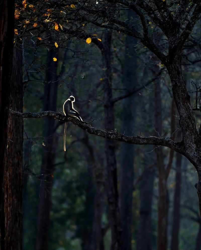 Wildlife Photography by Varun Aditya