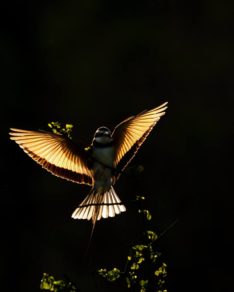 Wildlife Photography by Varun Aditya