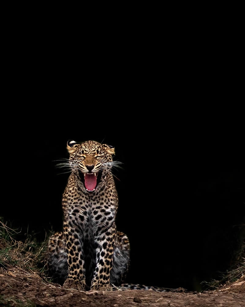 Wildlife Photography by Varun Aditya