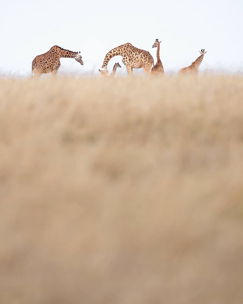 Wildlife Photography by Varun Aditya