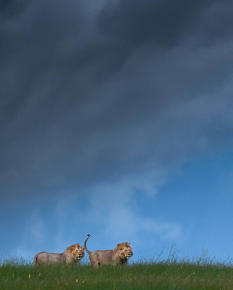 Wildlife Photography by Varun Aditya