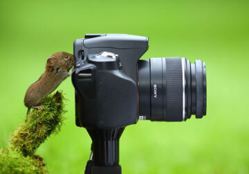 When Animals Pick Up the Camera