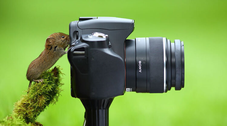 When Animals Pick Up the Camera