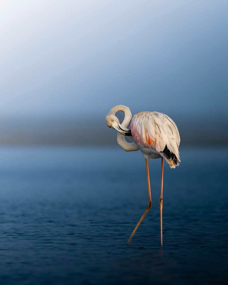 Beautiful Bird Photos by Indian Bird Photographers