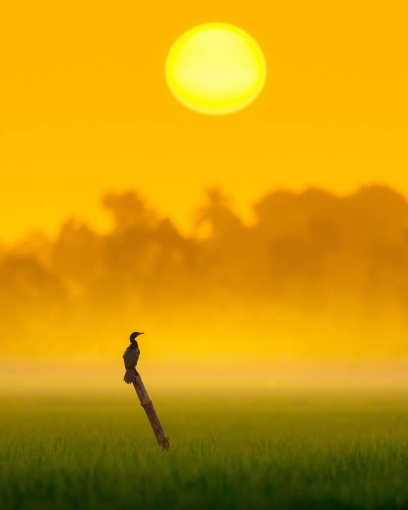 Beautiful Bird Photos by Indian Bird Photographers