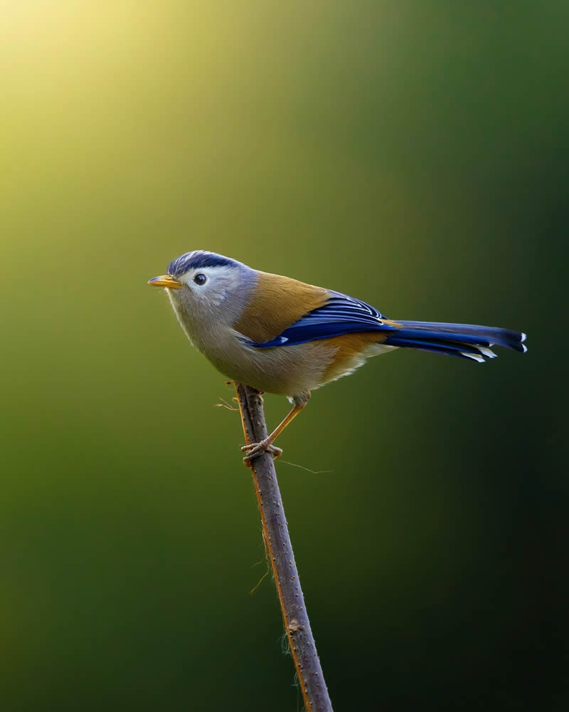 Beautiful Bird Photos by Indian Bird Photographers