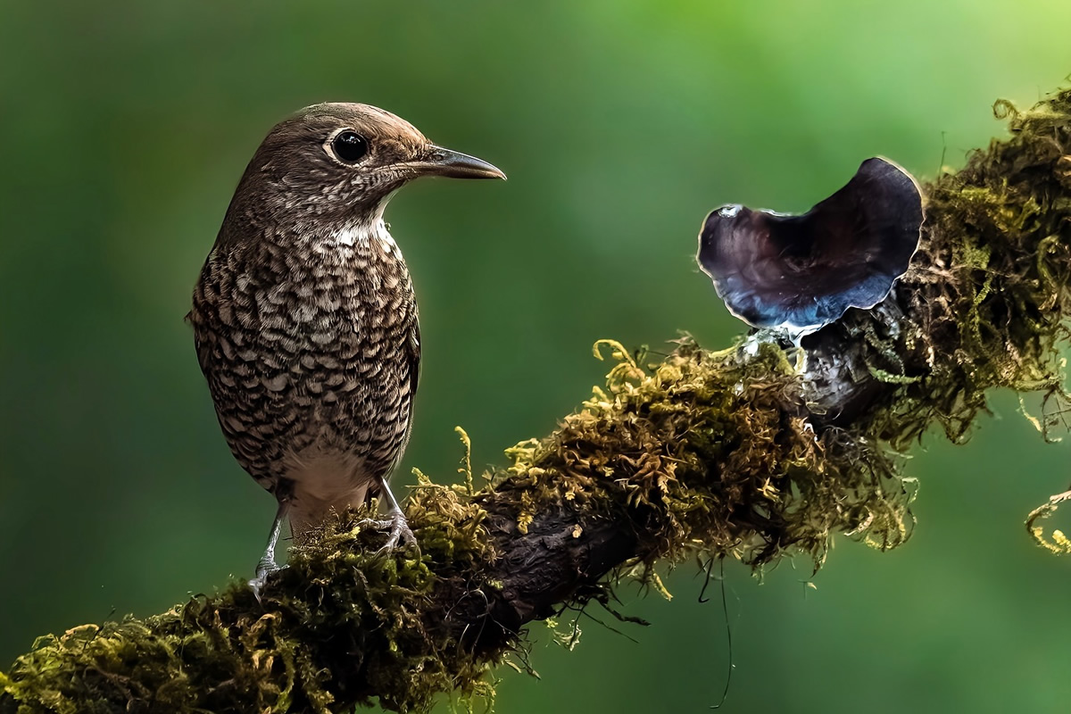 Indian Bird Photography by Jeffrey Simon