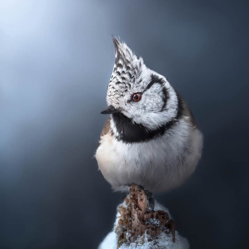 Bird Photography by Kimmo Paananen