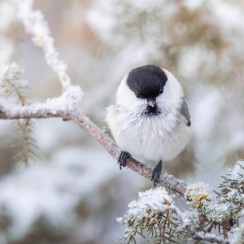 Bird Photography by Kimmo Paananen