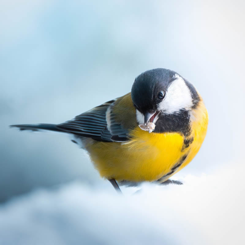 Bird Photography by Kimmo Paananen