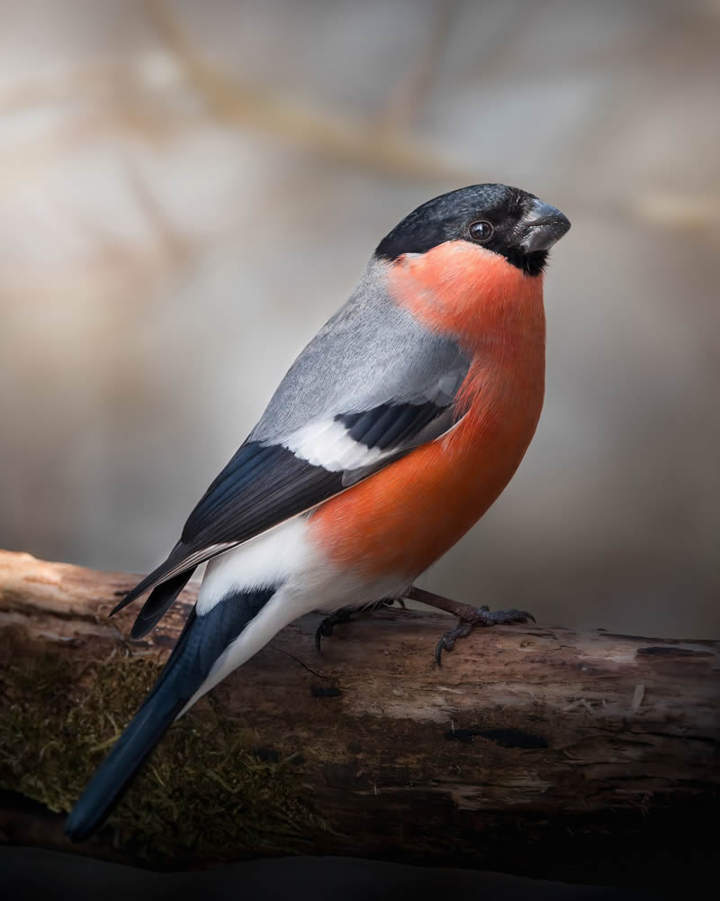 Bird Photography by Kimmo Paananen