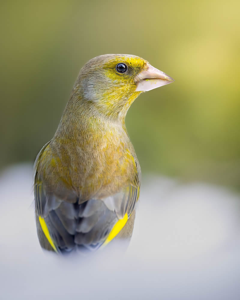 Bird Photography by Kimmo Paananen