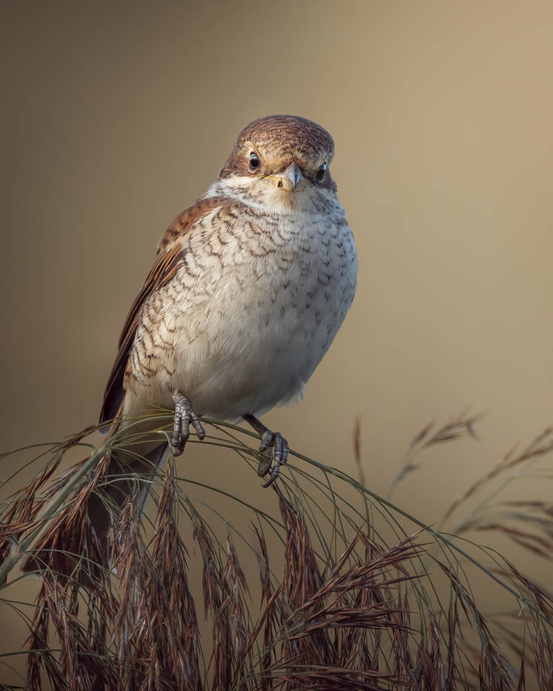 Bird Photography by Kimmo Paananen