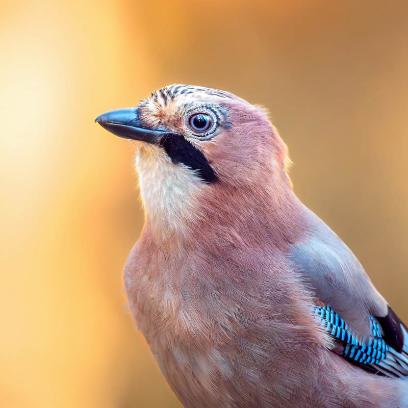 Bird Photography by Kimmo Paananen